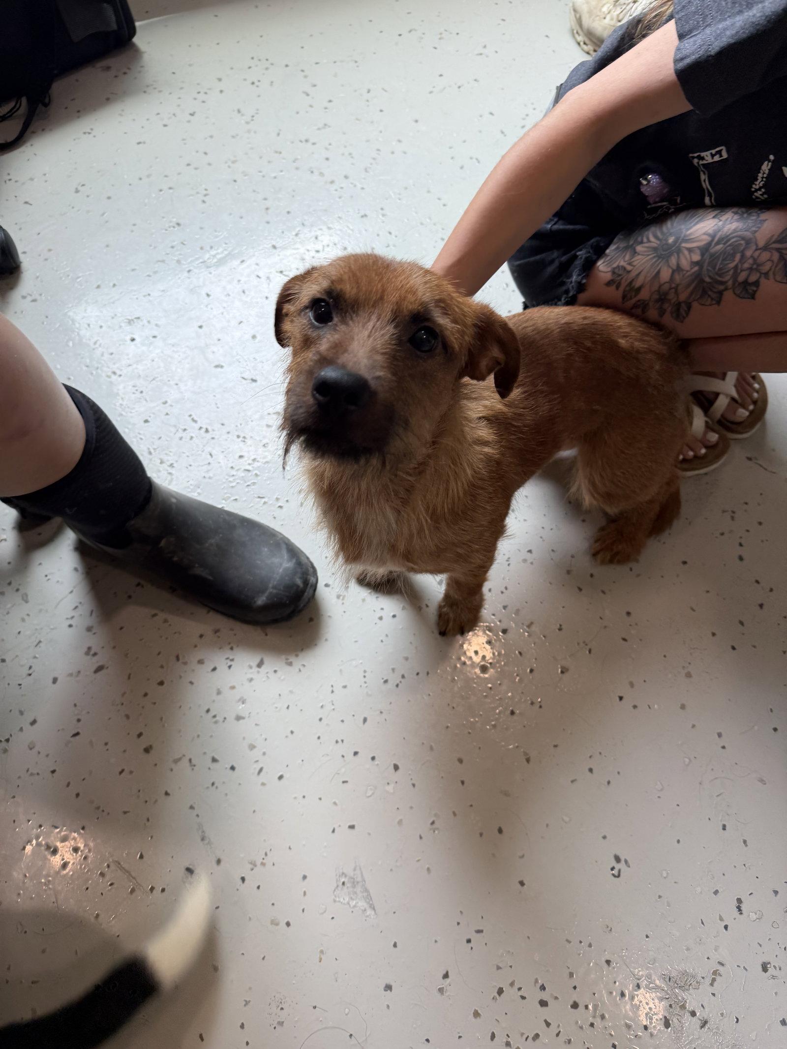 Harry Potter, Adopted, Adult Male Terrier.