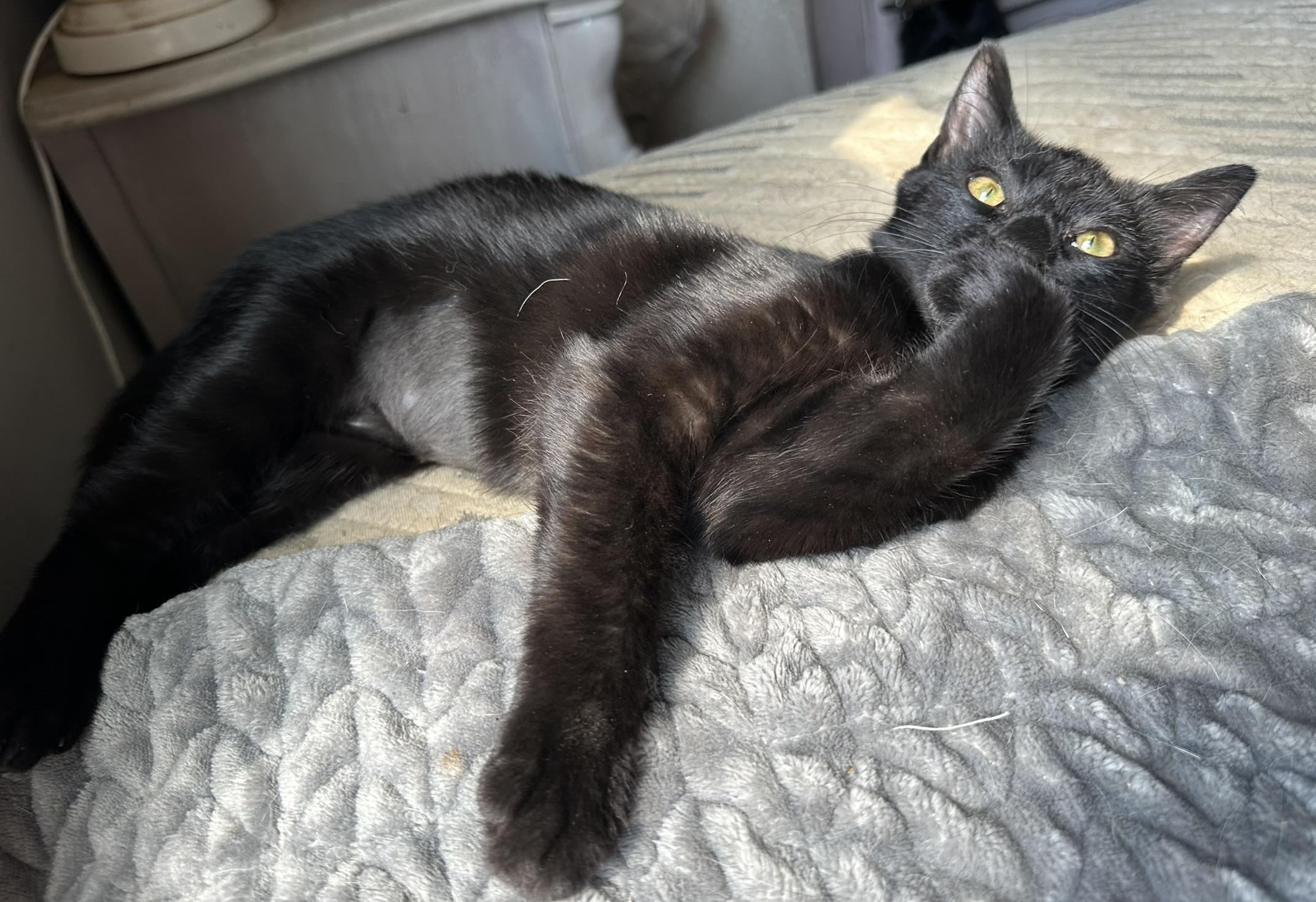 Enlarge Binx, a Adopted Domestic Short Hair in Tulsa, OK image 2/6