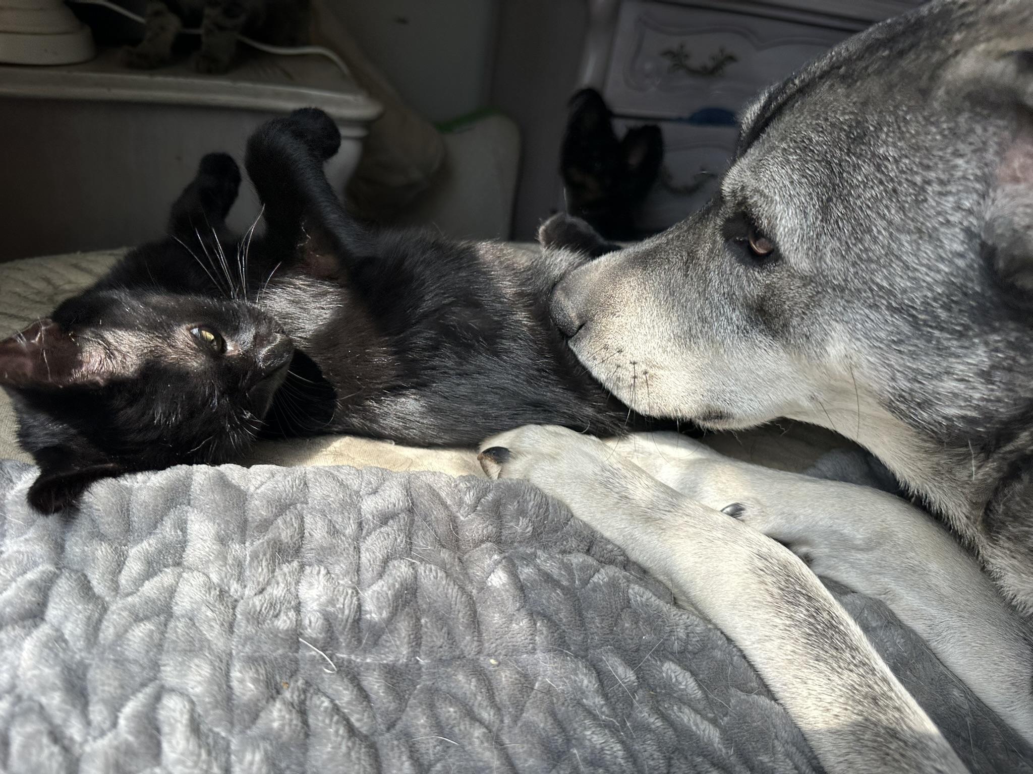 Enlarge Binx, a Adopted Domestic Short Hair in Tulsa, OK image 5/6