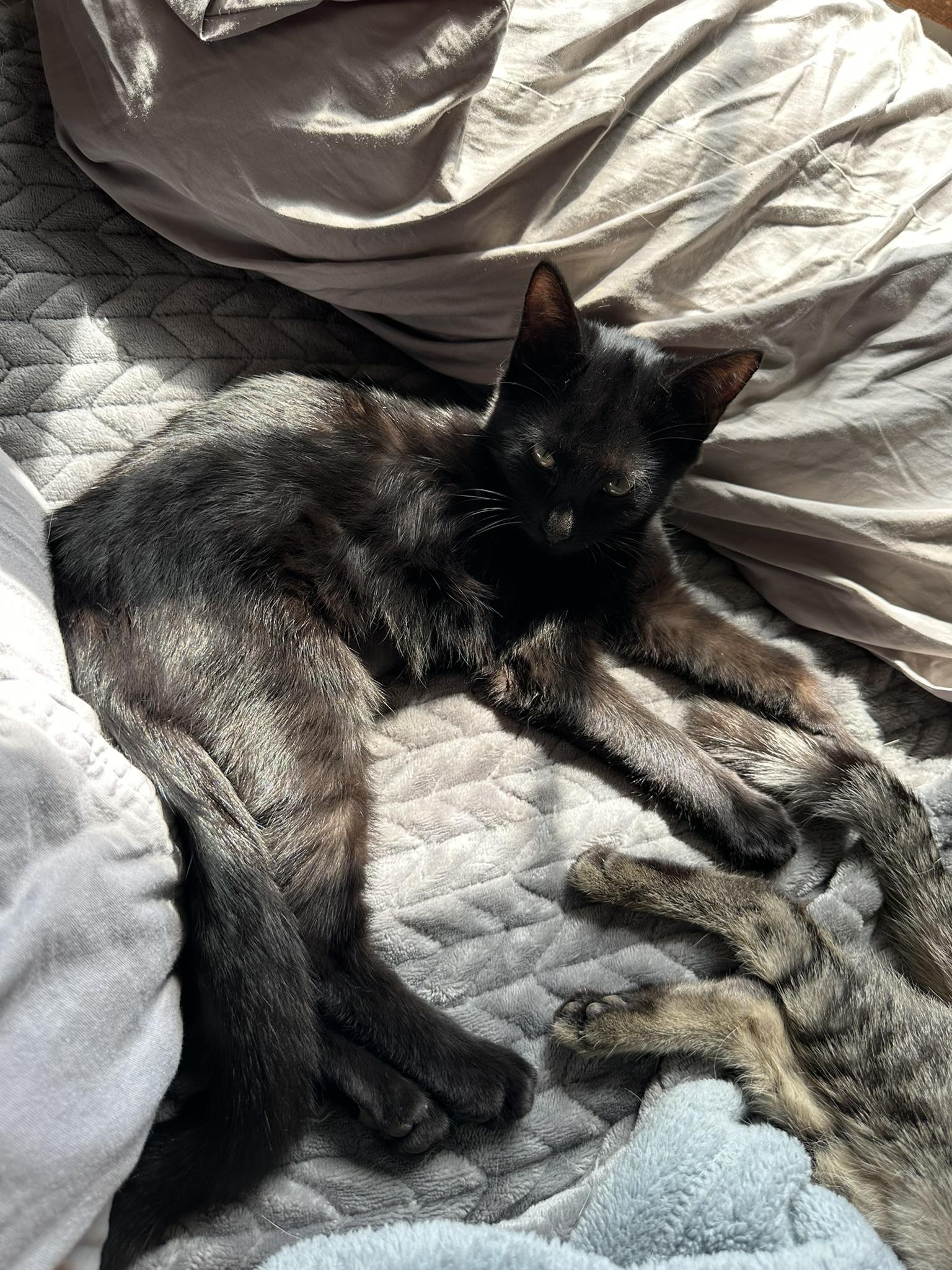 Enlarge Binx, a Adopted Domestic Short Hair in Tulsa, OK image 4/6