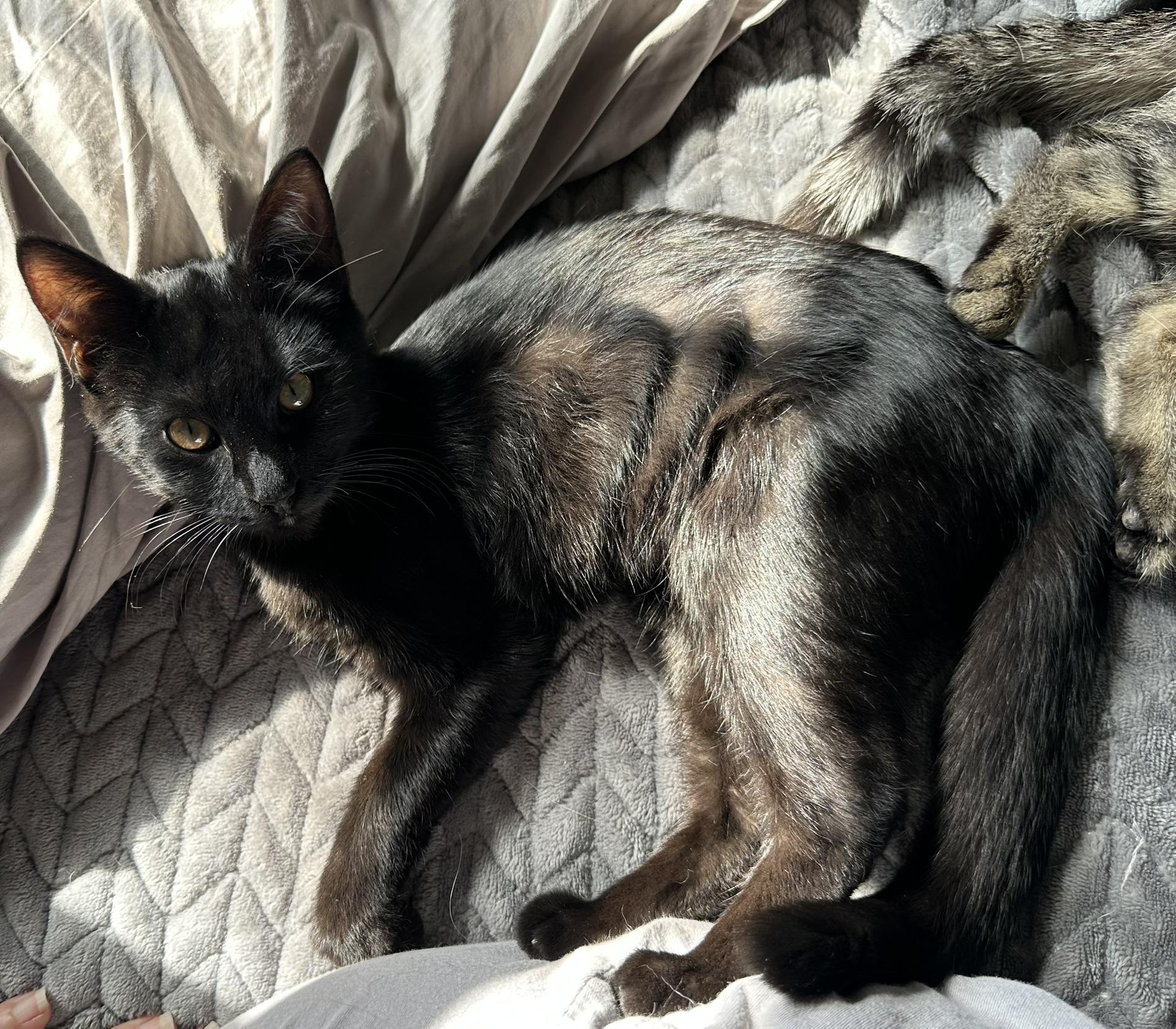 Enlarge Binx, a Adopted Domestic Short Hair in Tulsa, OK image 3/6