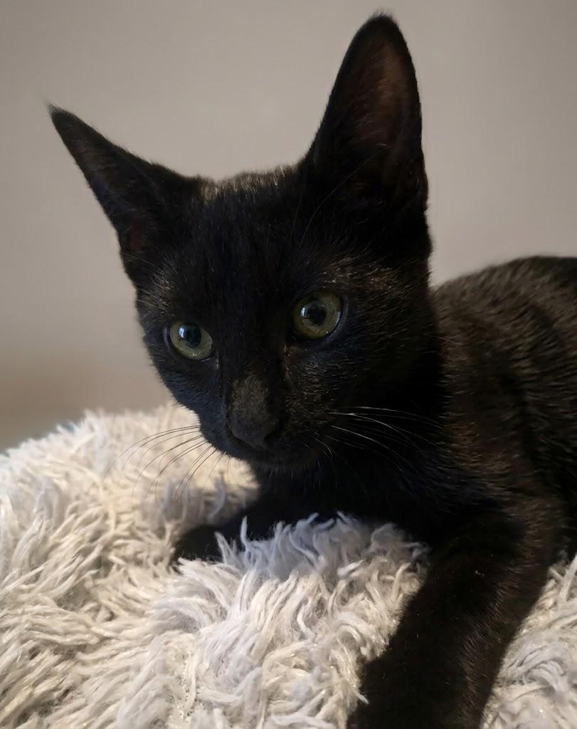 Binx, Adoptable, Kitten Female Domestic Short Hair.