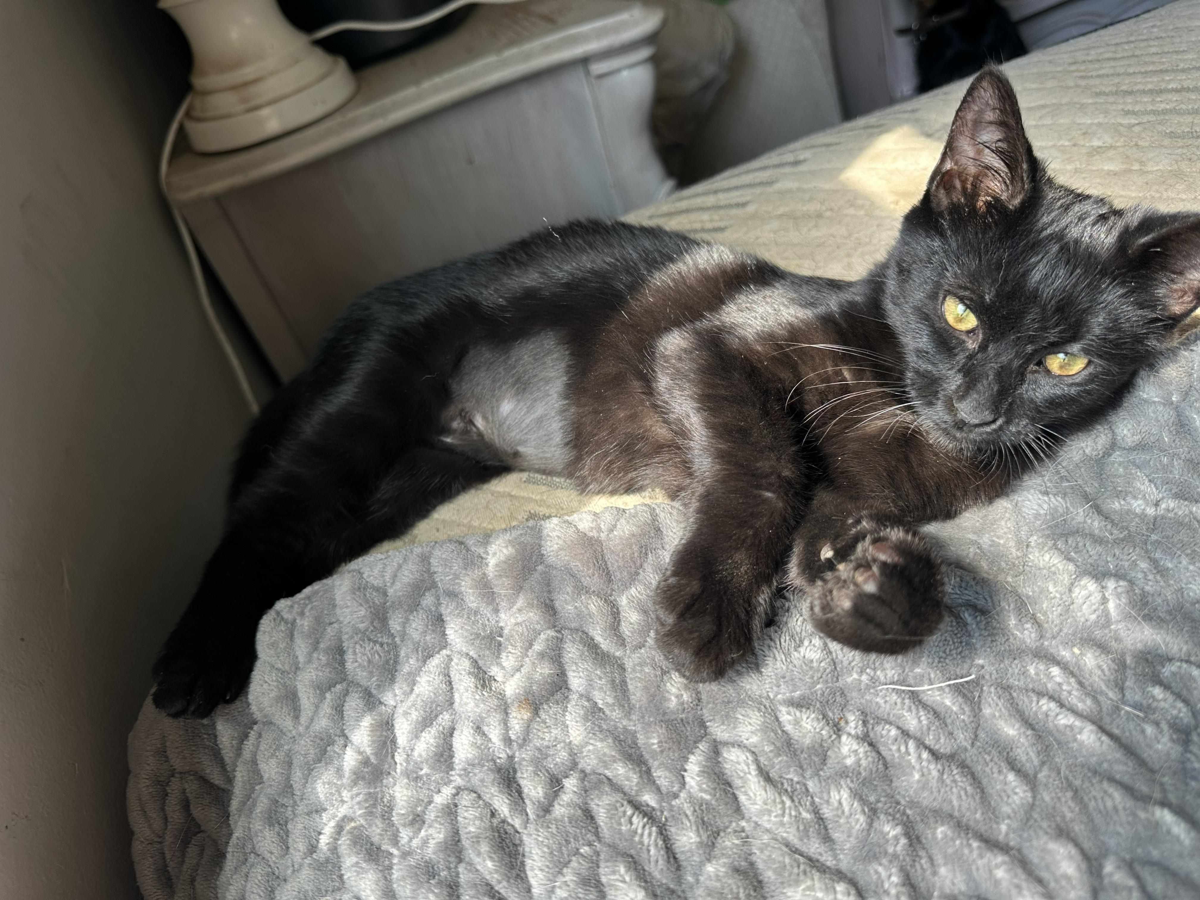 Enlarge Binx, a Adopted Domestic Short Hair in Tulsa, OK image 6/6