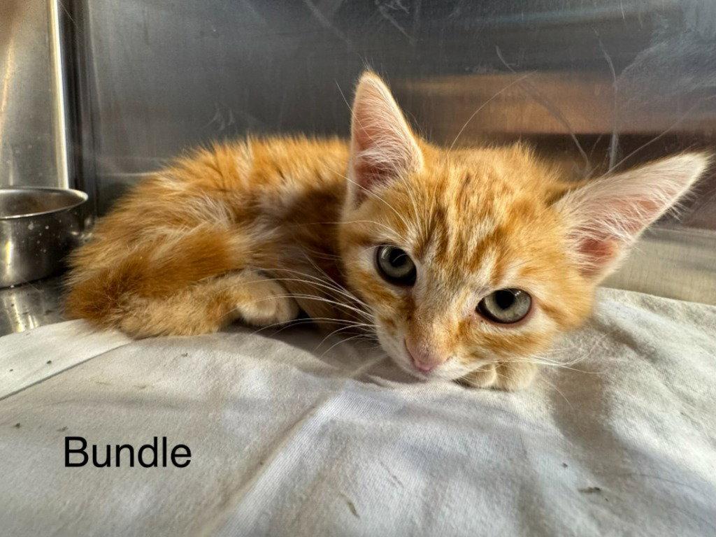 Bundle, Adoptable, Kitten Male Domestic Short Hair & Tabby.