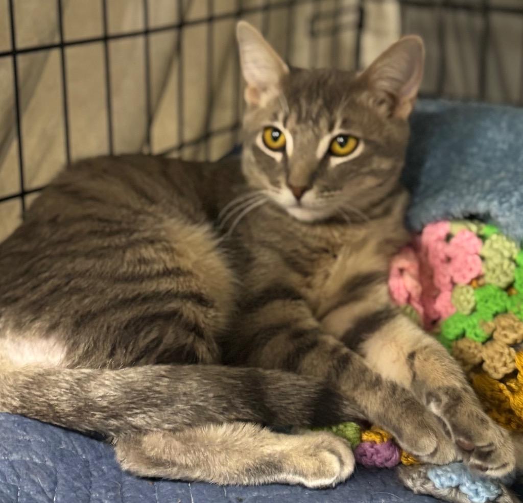 Scooter, Adoptable, Young Male Domestic Short Hair.