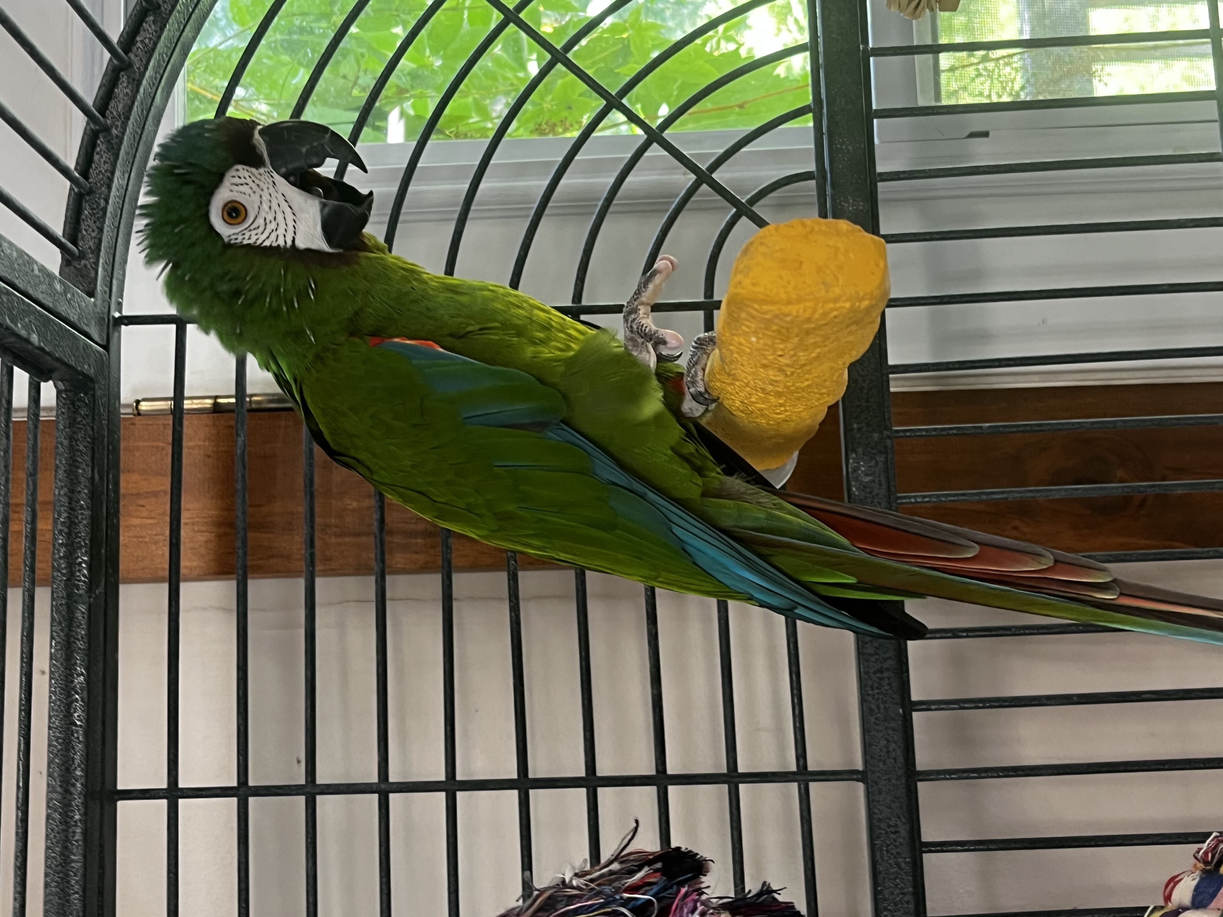 Enlarge Daytona, a Adoptable Macaw in Blairstown, NJ image 1/1