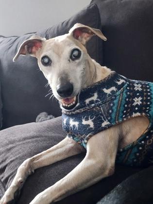 Enlarge Karma *Special Needs*, a Adoptable mixed breed in Seattle, WA image 1/3