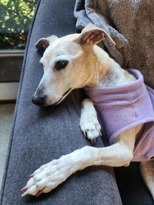 Enlarge Karma *Special Needs*, a Adoptable mixed breed in Seattle, WA image 2/3