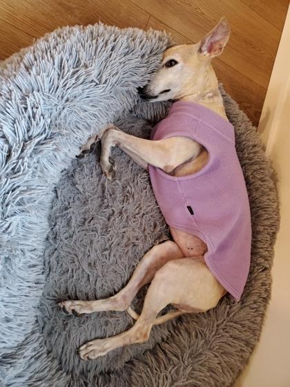 Enlarge Karma *Special Needs*, a Adoptable mixed breed in Seattle, WA image 3/3