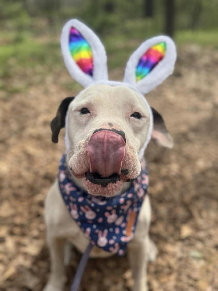 Enlarge Marv, a Adoptable mixed breed in Wayne, NJ image 1/3