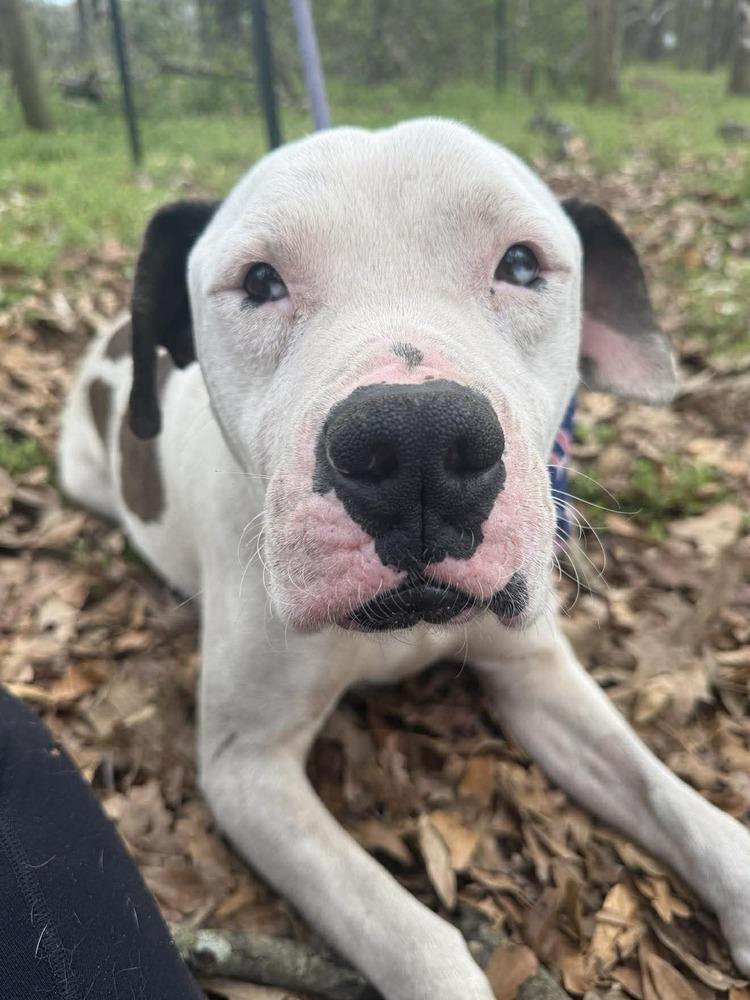 Enlarge Marv, a Adoptable mixed breed in Wayne, NJ image 3/3