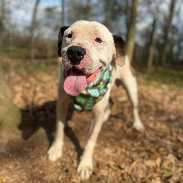 Enlarge Marv, a Adoptable mixed breed in Wayne, NJ image 2/3