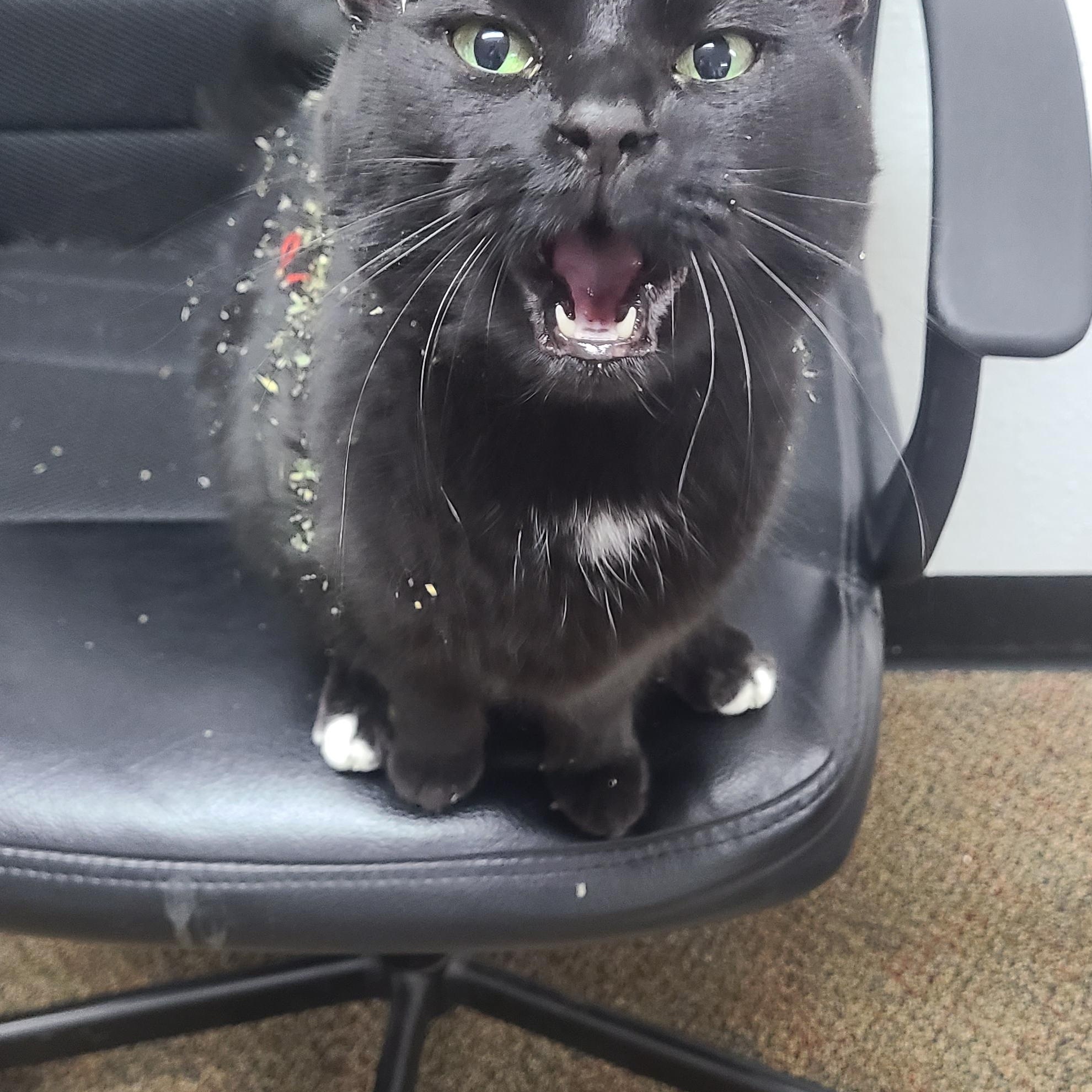 Enlarge Adi, a ADOPTABLE Domestic Short Hair in Newcastle, WY image 1/2