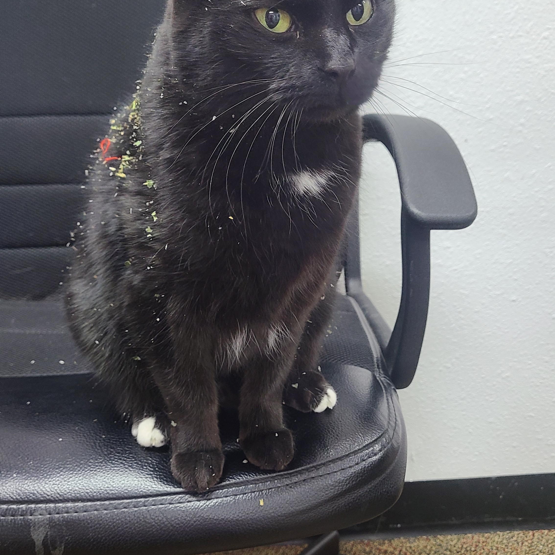 Enlarge Adi, a ADOPTABLE Domestic Short Hair in Newcastle, WY image 2/2