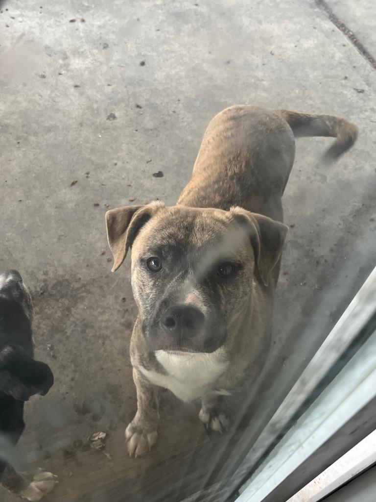 Bobby, Adoptable, Young Male Mixed Breed.