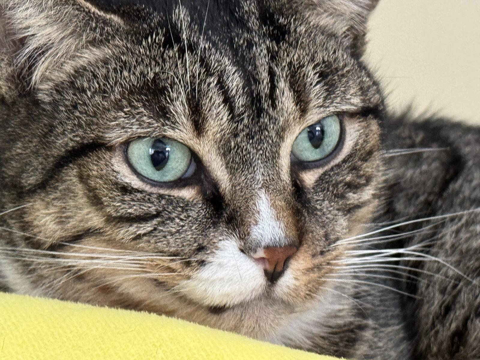 Enlarge Jerry, a Adoptable Domestic Short Hair in Markham, ON image 1/3