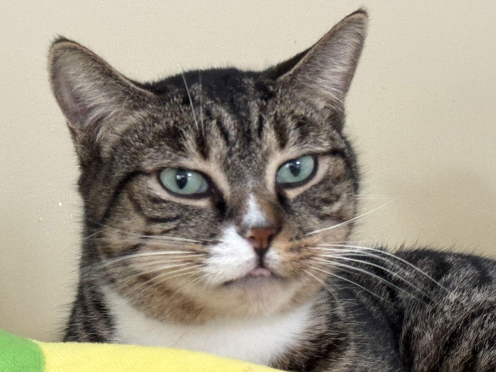 Enlarge Jerry, a Adoptable Domestic Short Hair in Markham, ON image 3/3