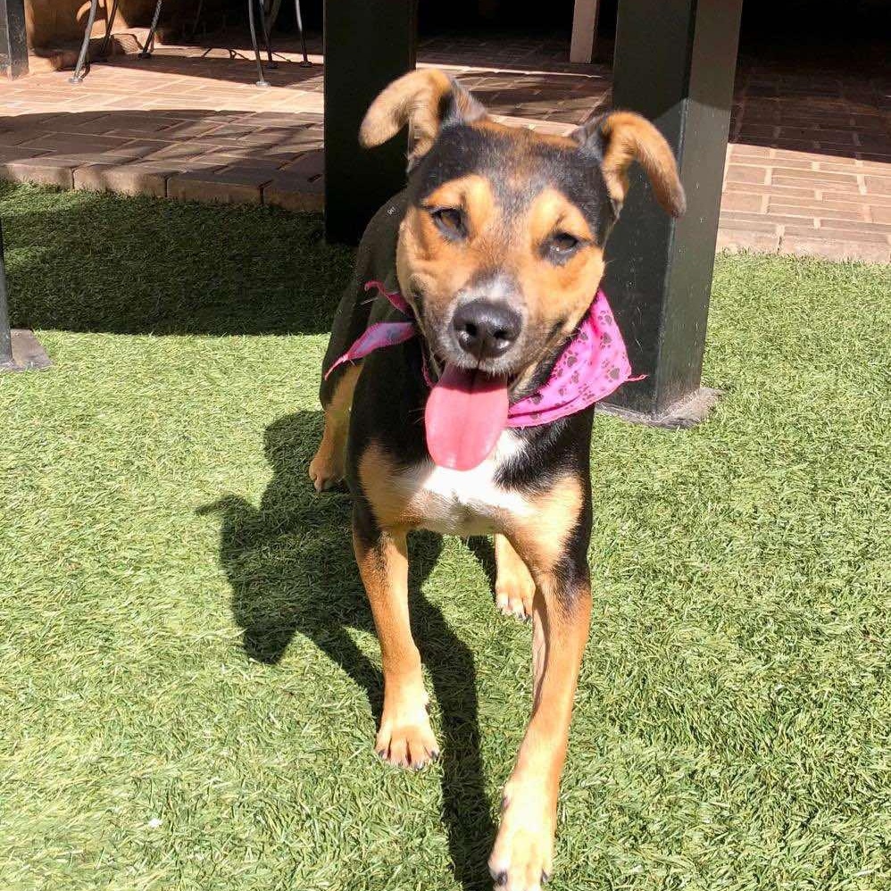 Sarah, Adoptable, Young Female Doberman Pinscher & Australian Cattle Dog / Blue Heeler.