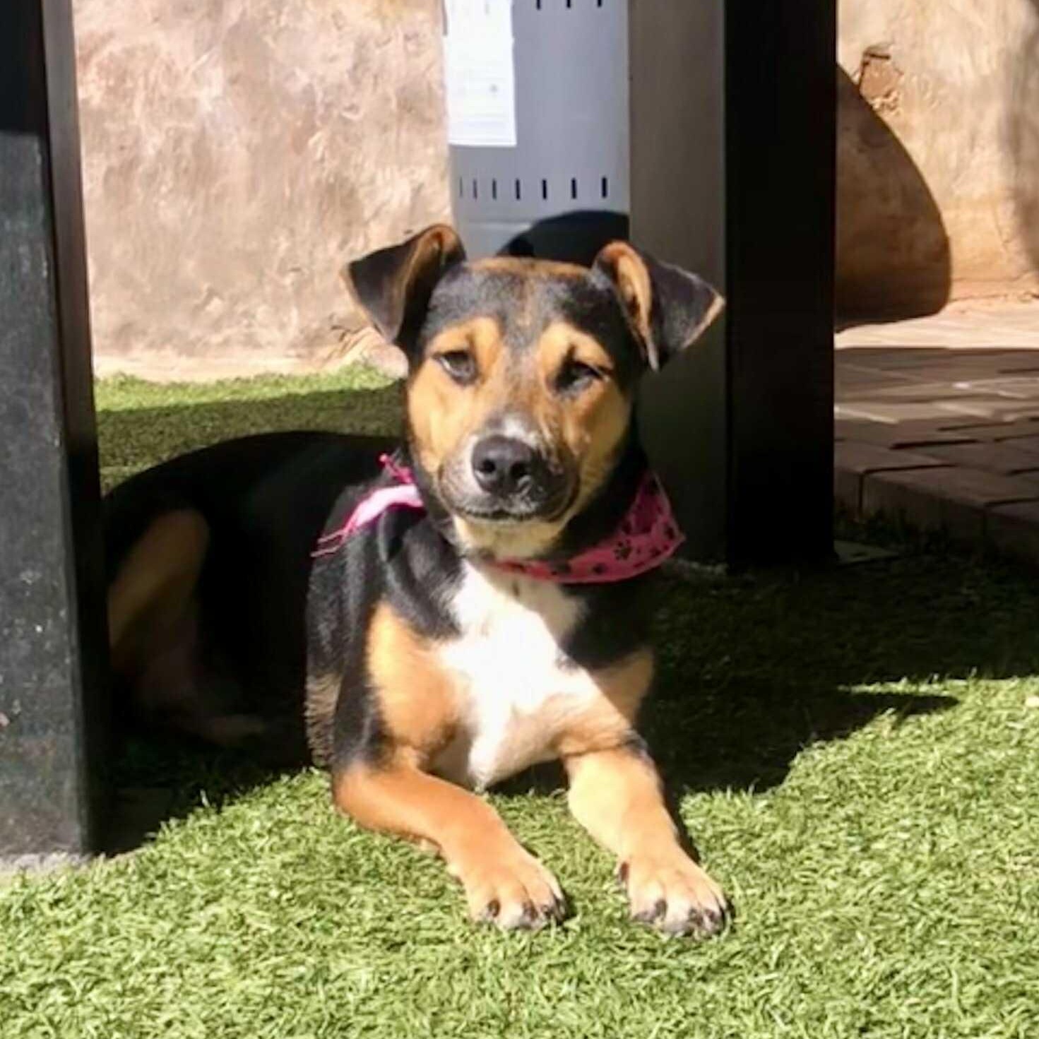 Enlarge Sarah, a Adoptable mixed breed in San Diego, CA image 5/6