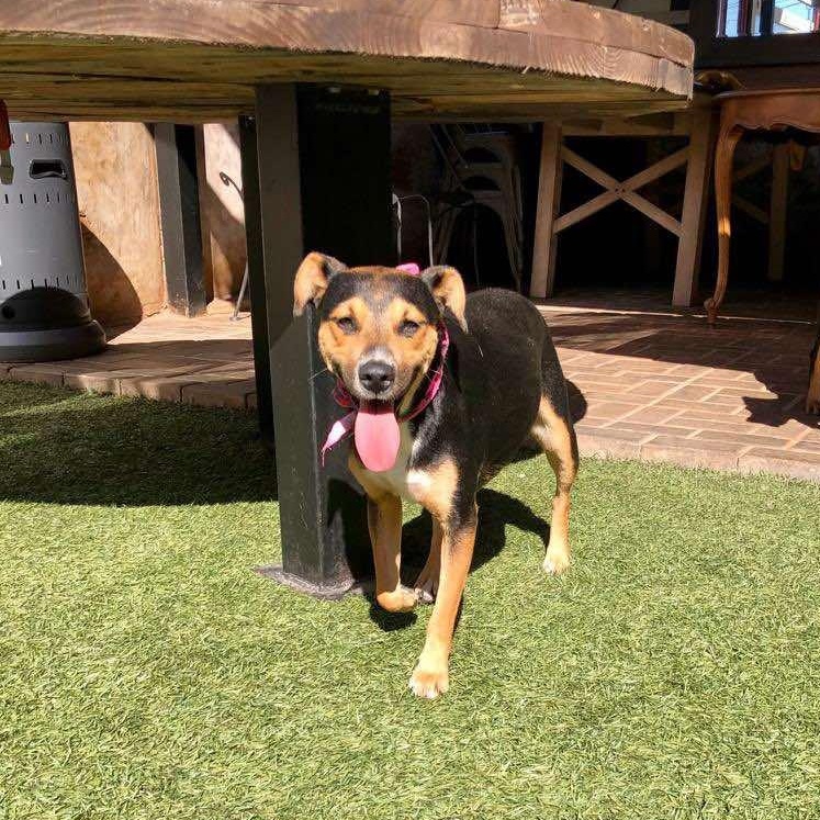 Enlarge Sarah, a Adoptable mixed breed in San Diego, CA image 4/6