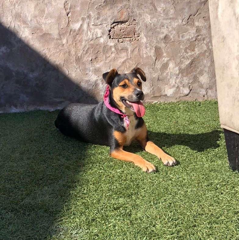 Enlarge Sarah, a Adoptable mixed breed in San Diego, CA image 6/6