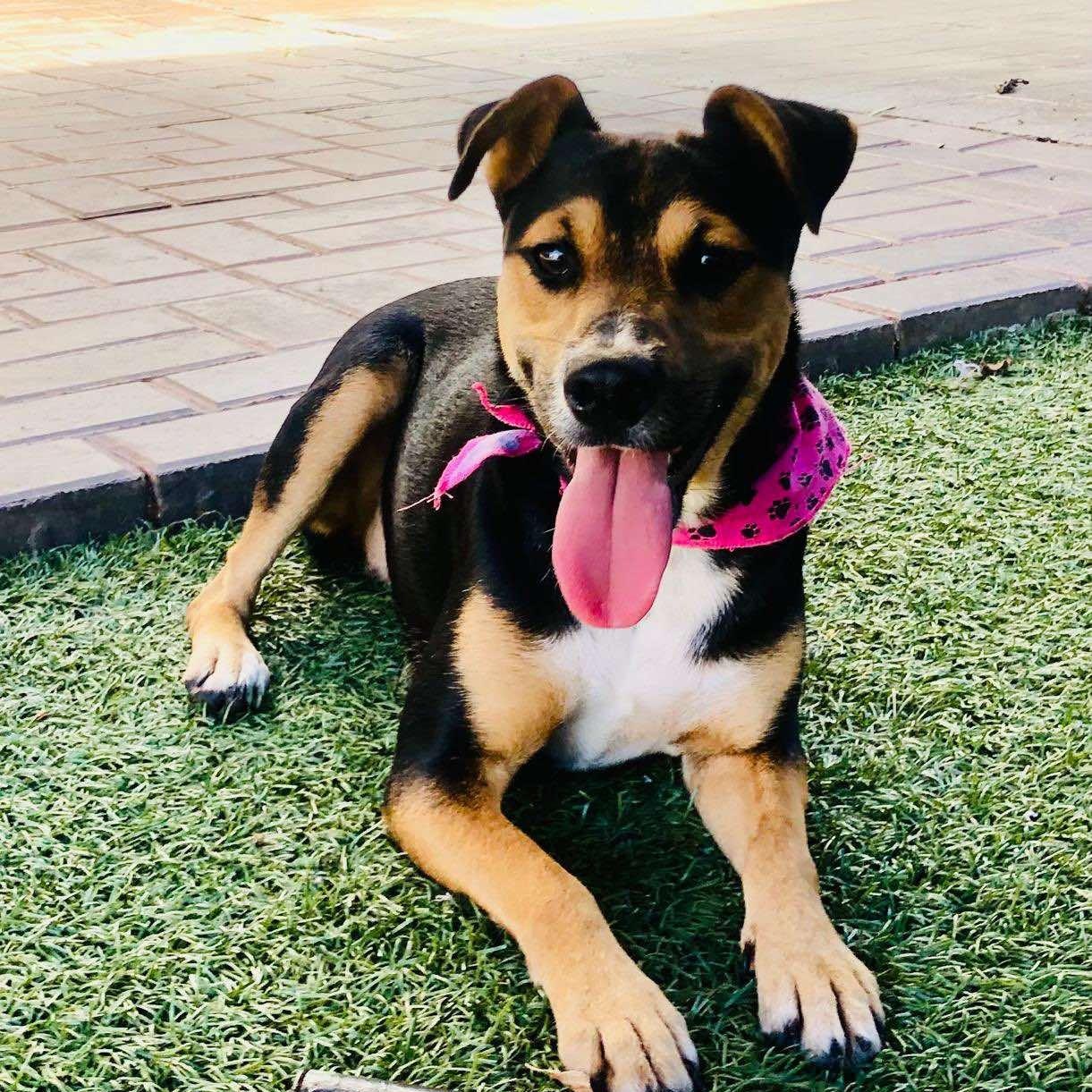 Enlarge Sarah, a Adoptable mixed breed in San Diego, CA image 3/6