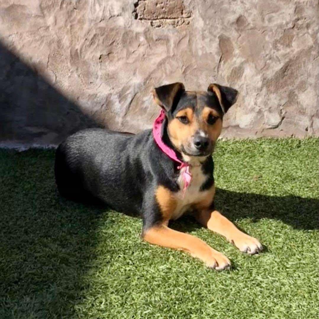 Enlarge Sarah, a Adoptable mixed breed in San Diego, CA image 2/6