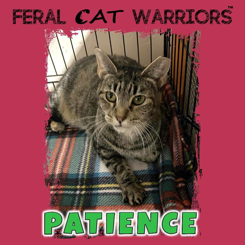 K23346/Patience, Adoptable, Adult Female Domestic Short Hair.
