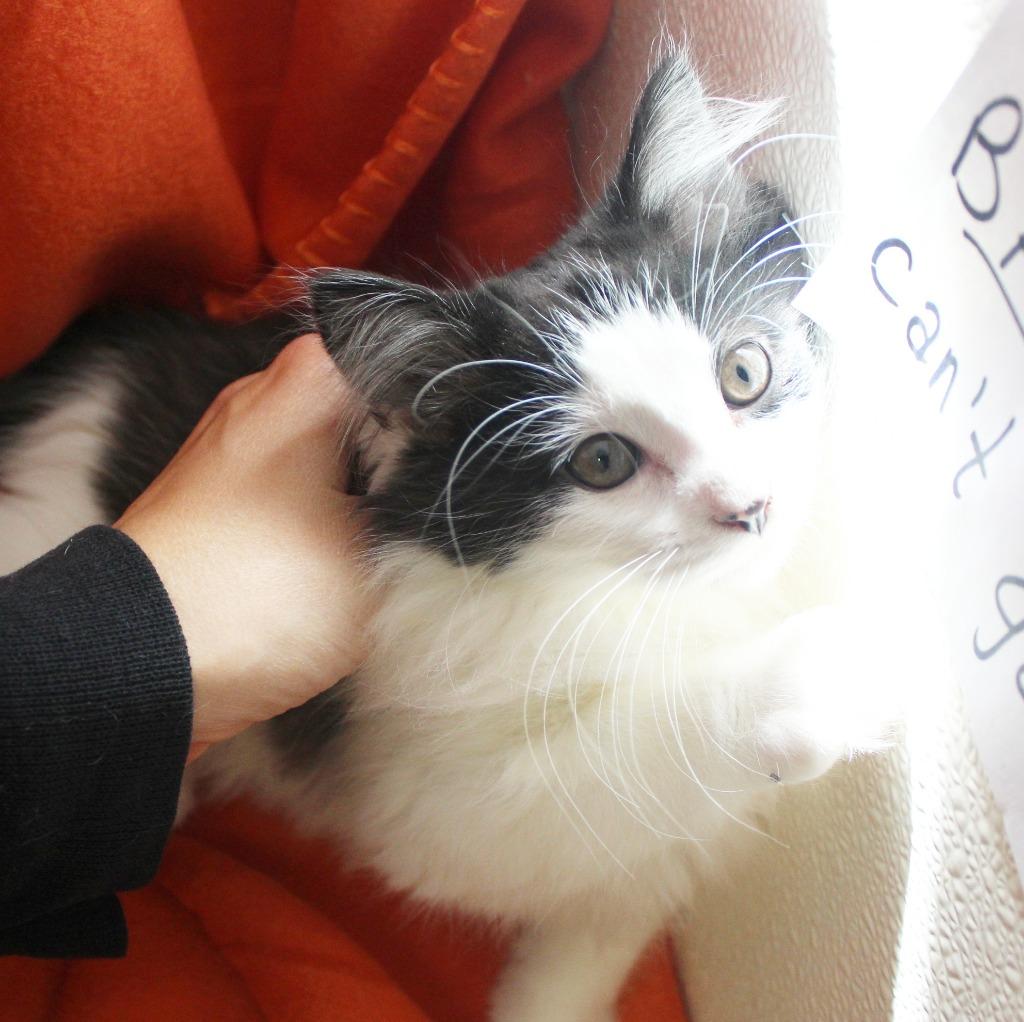 Patches, a Adoptable mixed breed image 1/4