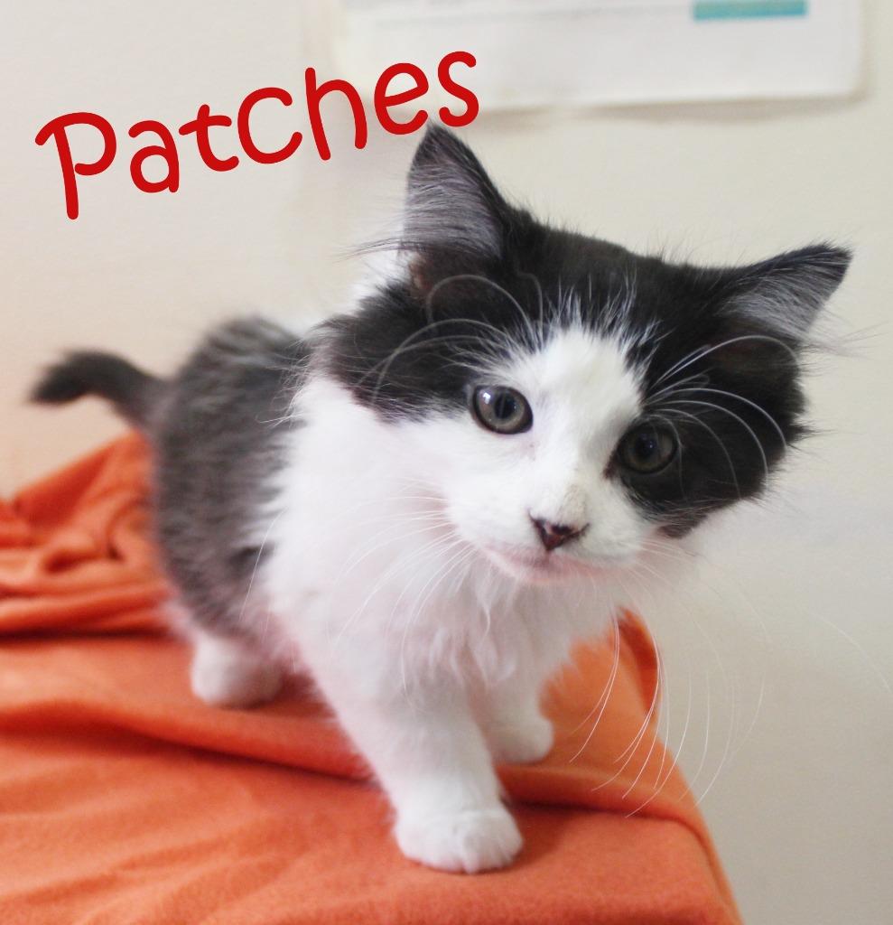 Patches, a Adoptable mixed breed image 2/4