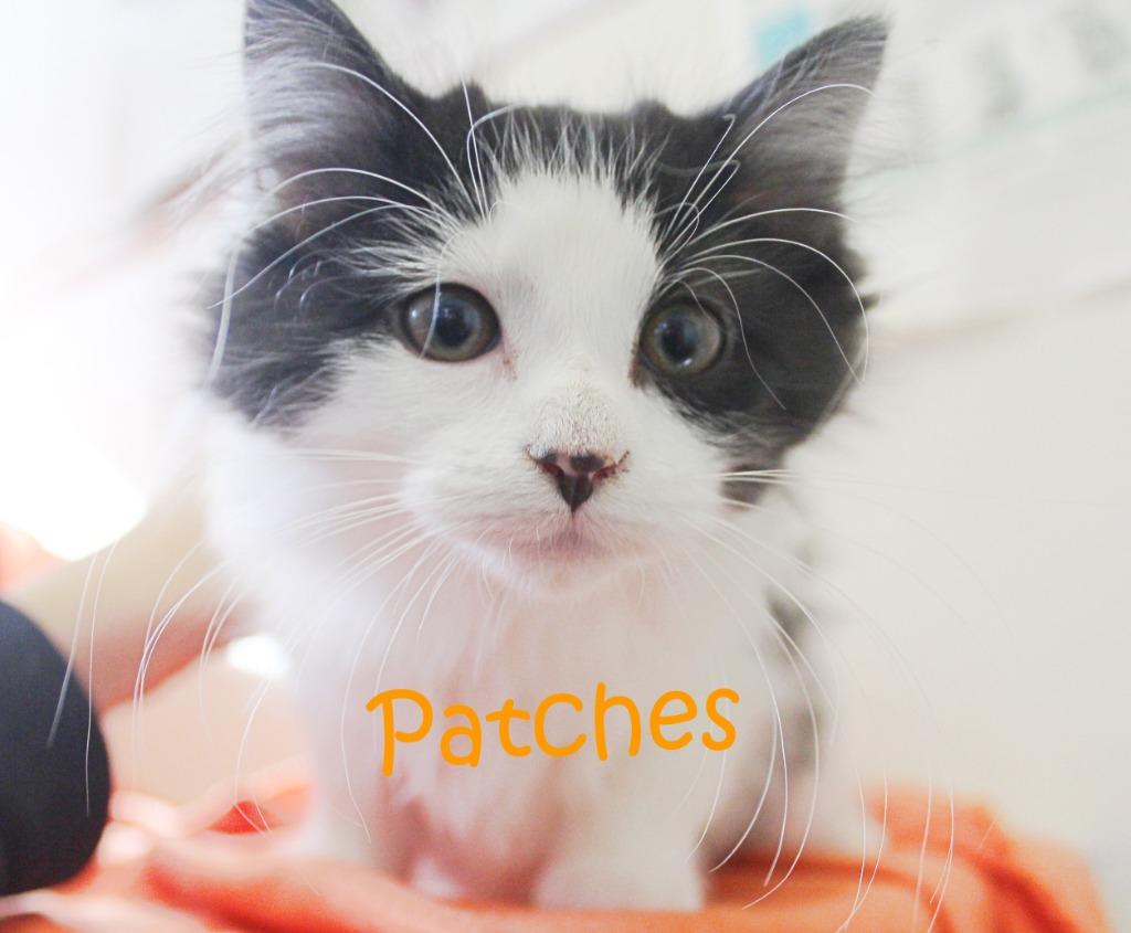 Patches, a Adoptable mixed breed image 3/4