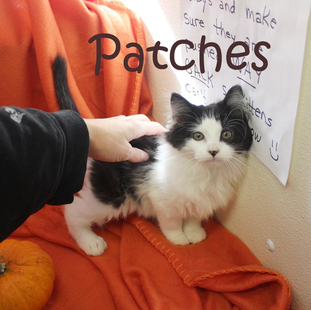 Patches, a Adoptable mixed breed image 4/4