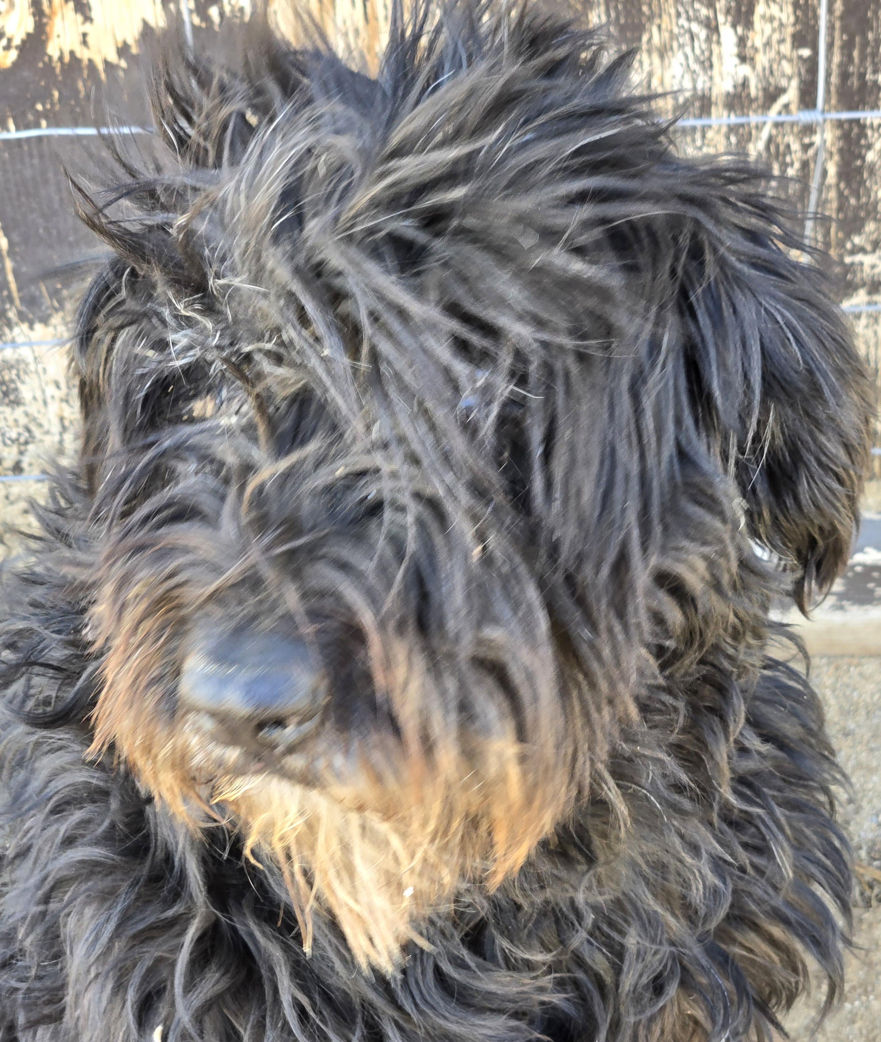 Enlarge Phoenix, a Adopted Bouvier des Flandres in Tehachapi, CA image 1/1
