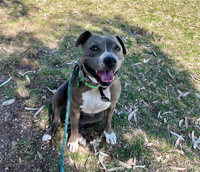 OLIVE*, Adoptable, Adult Female Pit Bull Terrier.