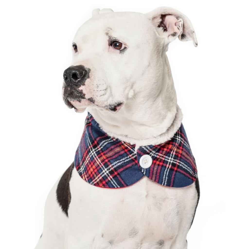 Orwell, a Adoptable mixed breed in Los Angeles, CA image 3/6