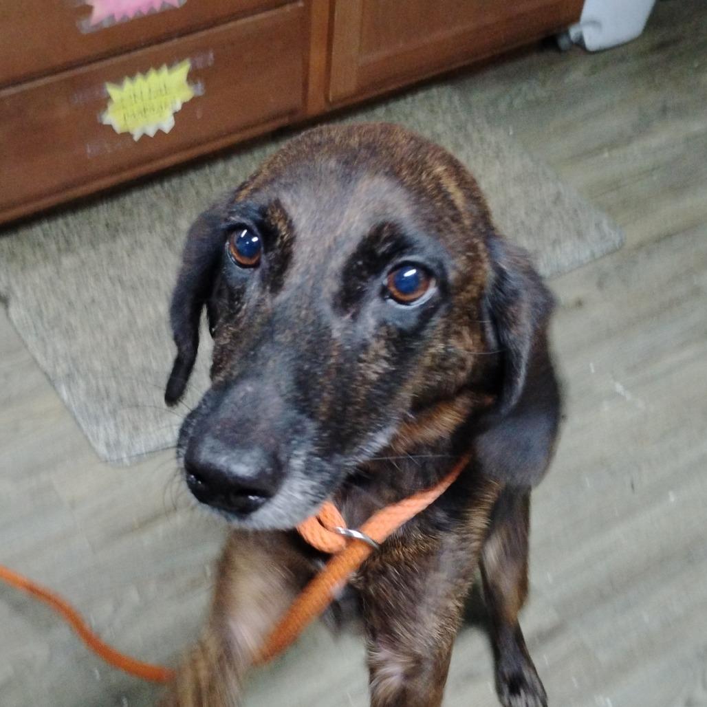 Peaches @ Foster, Adoptable, Adult Female Mixed Breed.