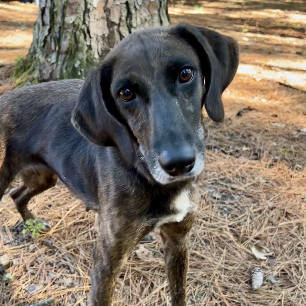 Enlarge Peaches @ Foster, a Adoptable Mixed Breed in Summerville, SC image 2/6
