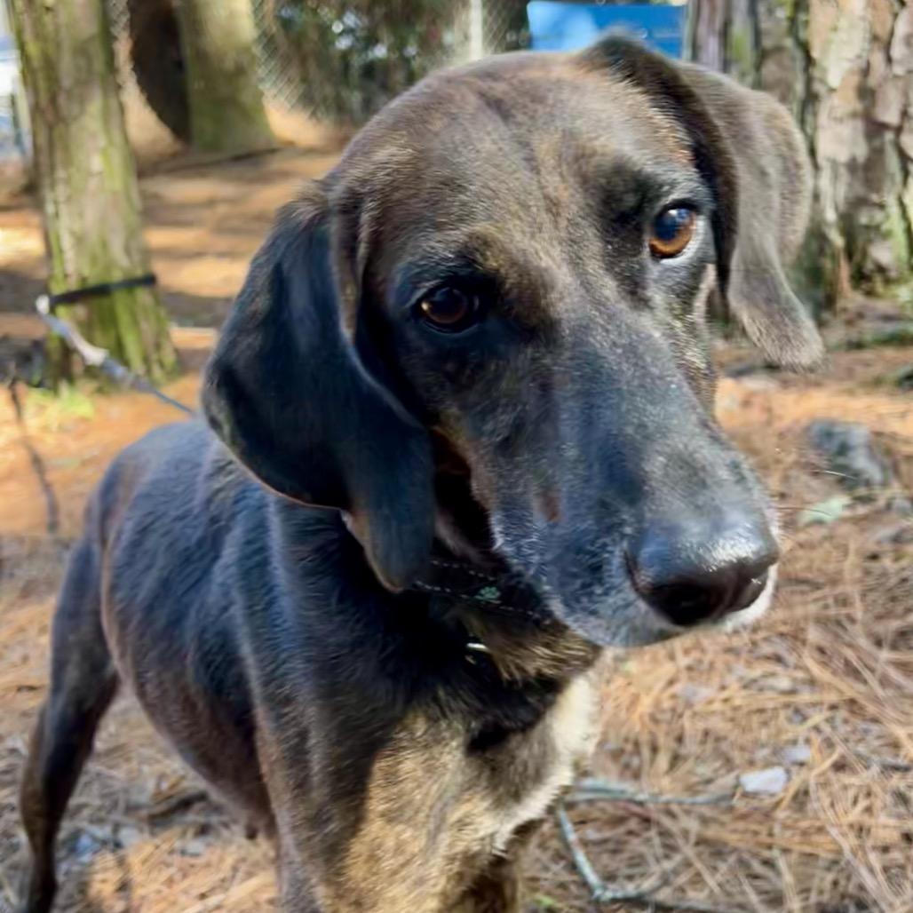Enlarge Peaches @ Foster, a Adoptable Mixed Breed in Summerville, SC image 3/6