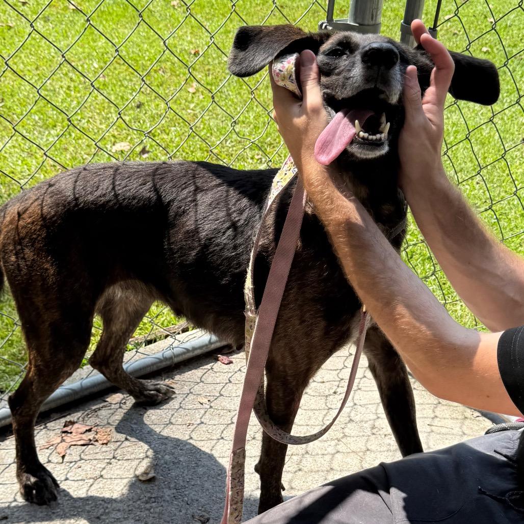 Enlarge Peaches @ Foster, a Adoptable Mixed Breed in Summerville, SC image 4/6