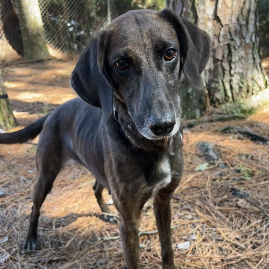 Enlarge Peaches @ Foster, a Adoptable Mixed Breed in Summerville, SC image 5/6