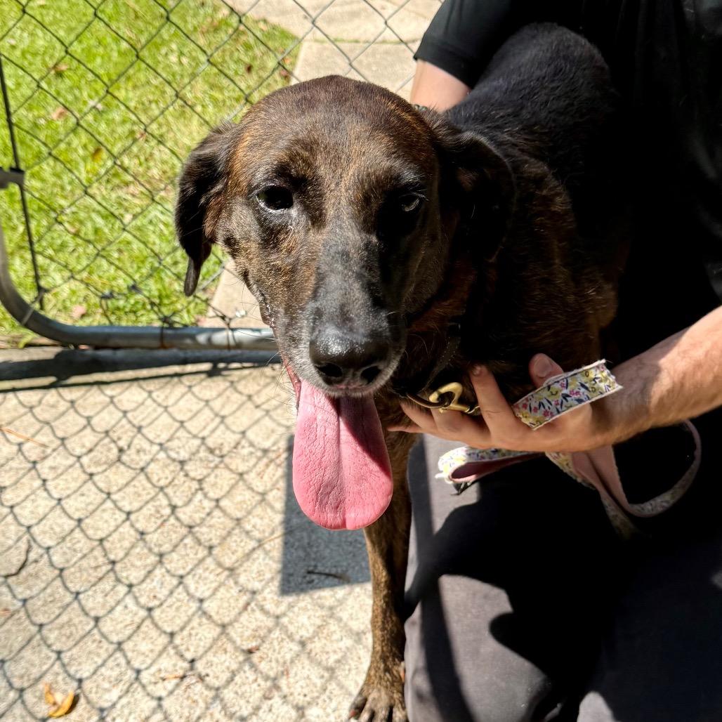 Enlarge Peaches @ Foster, a Adoptable Mixed Breed in Summerville, SC image 6/6