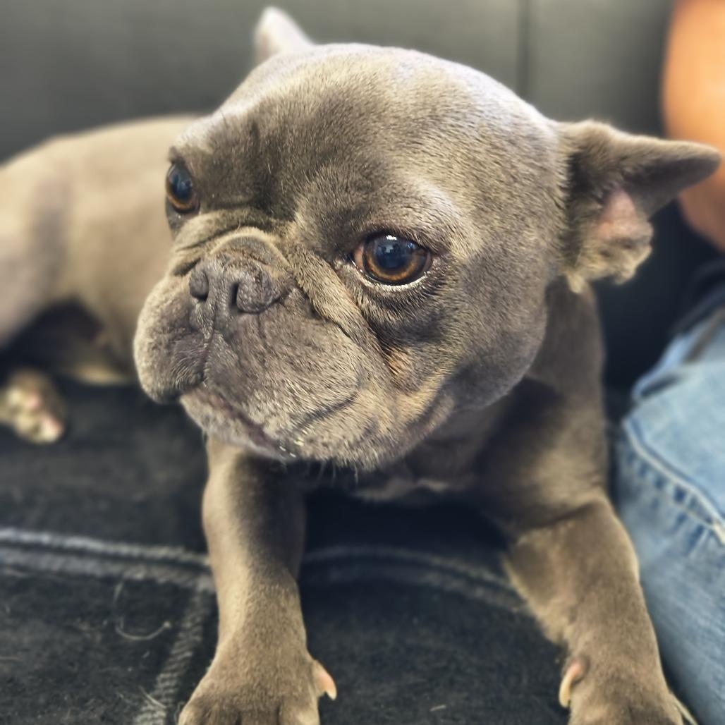 Mia, Adoptable, Adult Female French Bulldog.