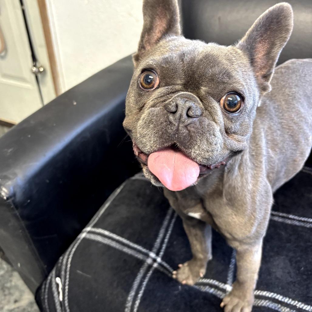Mia, a Adoptable French Bulldog in Othello, WA image 2/2