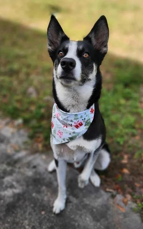 Enlarge Lokai, a Adoptable mixed breed in Winter Springs, FL image 1/6