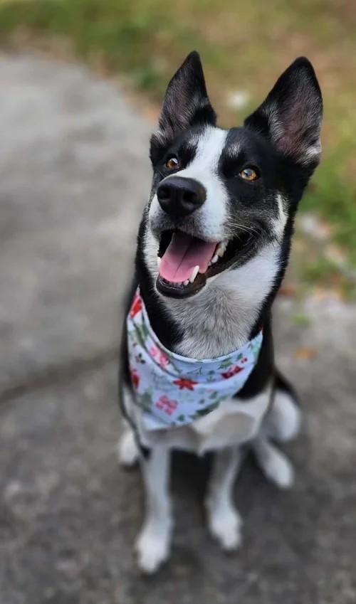 Enlarge Lokai, a Adoptable mixed breed in Winter Springs, FL image 3/6