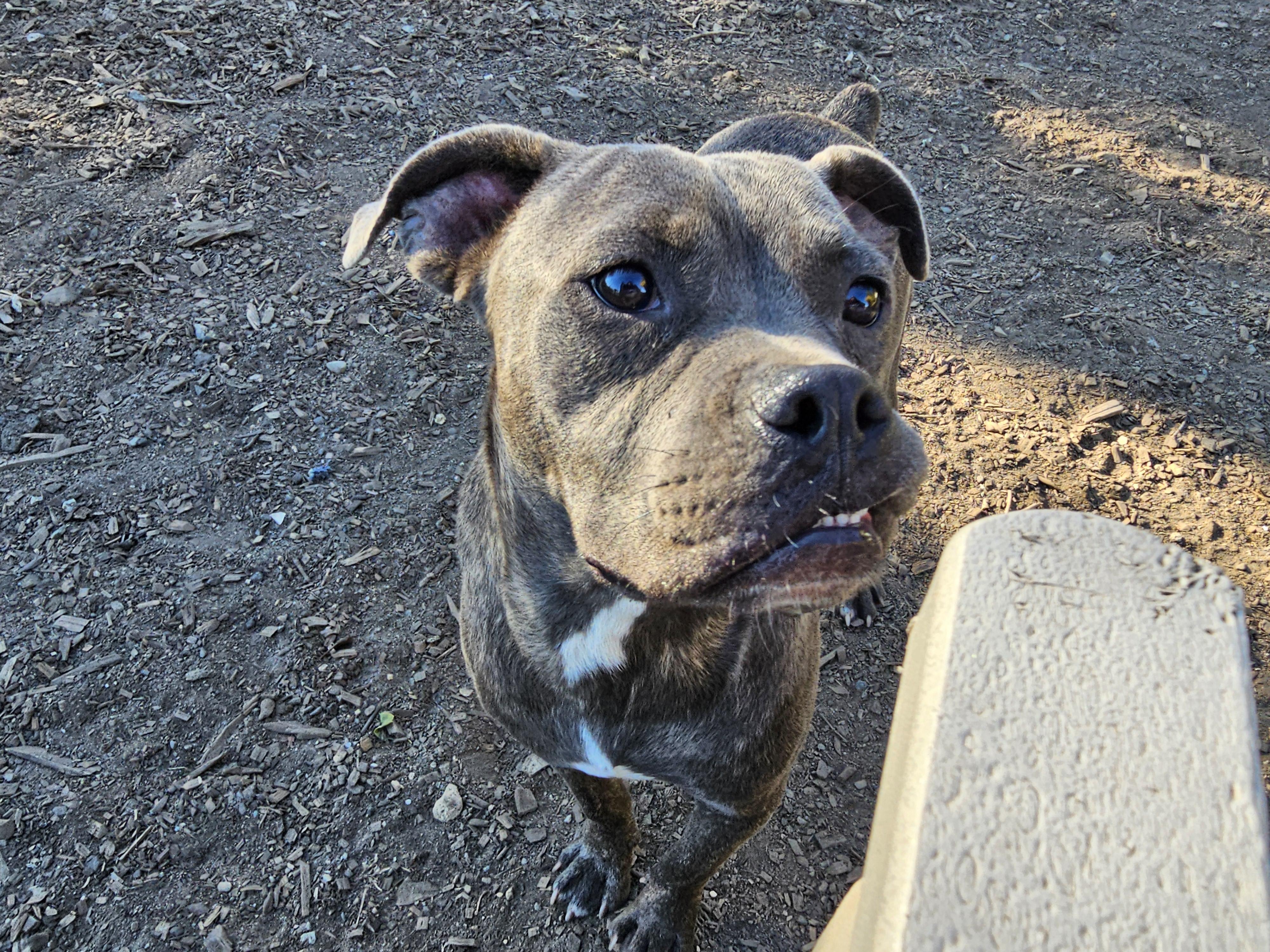 Andy II, a Adoptable mixed breed in Ringwood, NJ image 4/6