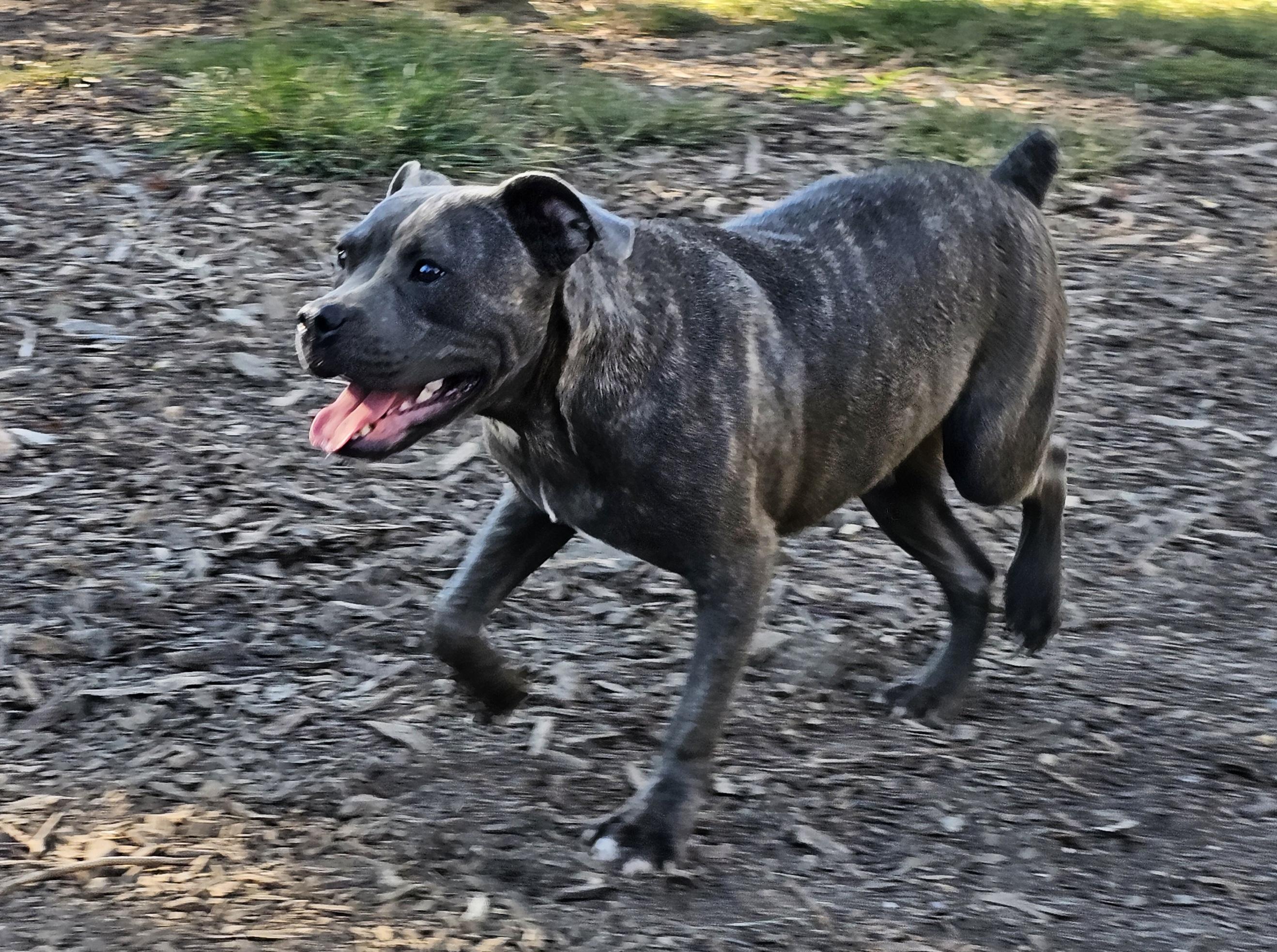 Andy II, a Adoptable mixed breed in Ringwood, NJ image 5/6