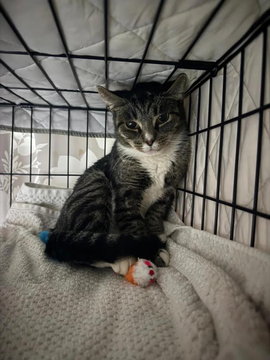 Lory, a Adoptable Domestic Short Hair in Weehawken, NJ image 2/6