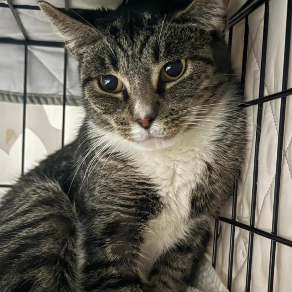 Lory, a Adoptable Domestic Short Hair in Weehawken, NJ image 3/6