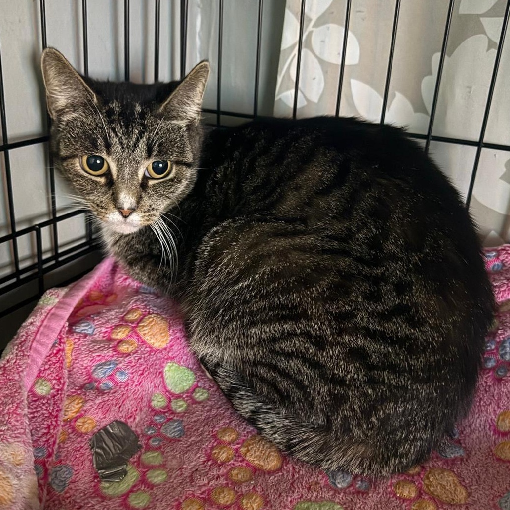 Lory, a Adoptable Domestic Short Hair in Weehawken, NJ image 1/6